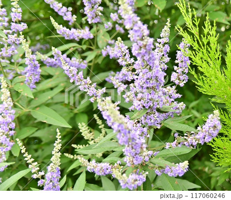 セイヨウニンジンボクの薄紫色の花穂 117060246