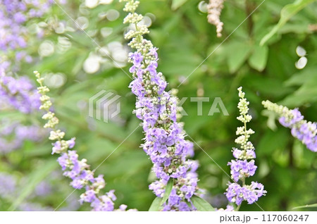 薄紫色の花を咲かせるセイヨウニンジンボクの花穂をアップ 117060247