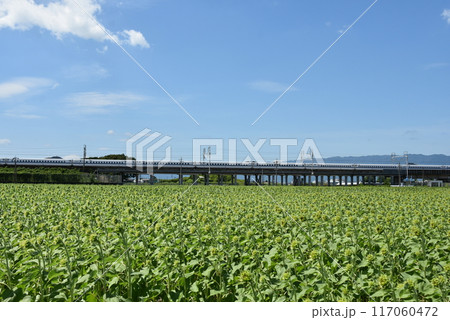 ひまわり畑に新幹線が走る風景 117060472