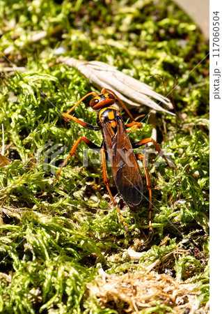 地面に降りたスズメバチ 117060504