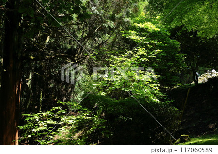 播州清水寺 新緑の森 播州清水寺 新緑の森 117060589