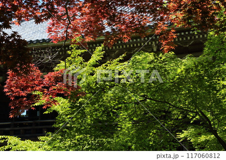 播州清水寺のノムラカエデ 117060812