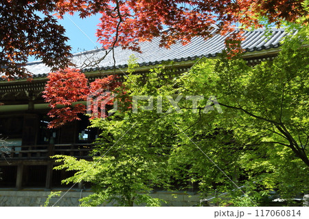 播州清水寺のノムラカエデ 播州清水寺のノムラカエデ 117060814