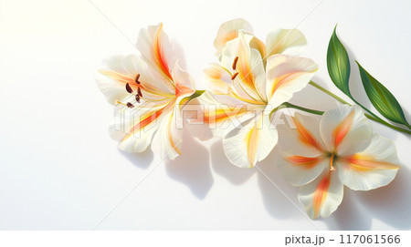 美しい黄色とオレンジのユリの花 - 高品質の純白背景アートイラスト 117061566