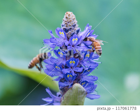 ポンテデリアの蜜を吸うミツバチ ポンテデリアの蜜を吸うミツバチ 117061778
