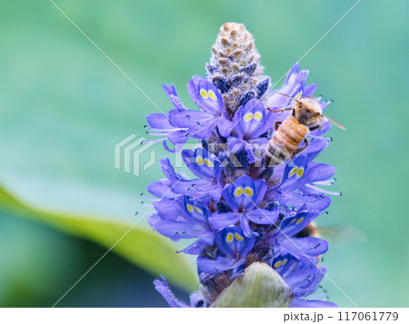 ポンテデリアの蜜を吸うミツバチ ポンテデリアの蜜を吸うミツバチ 117061779