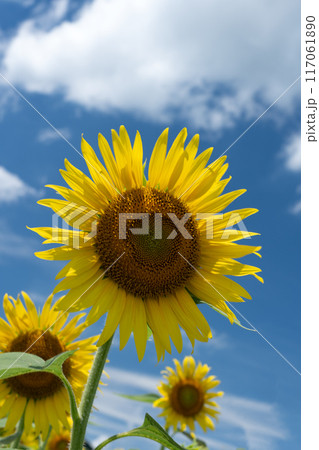 真夏の空のコピースペースとヒマワリの花びらを透けてくる光 117061890