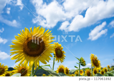 真夏の空のコピースペースとヒマワリの花びらを透けてくる光 真夏の空のコピースペースとヒマワリの花びらを透けてくる光 117061892