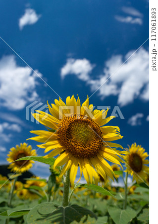 真夏の空のコピースペースとヒマワリの花びらを透けてくる光 117061893