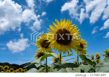 真夏の空のコピースペースとヒマワリの花びらを透けてくる光 真夏の空のコピースペースとヒマワリの花びらを透けてくる光 117061895