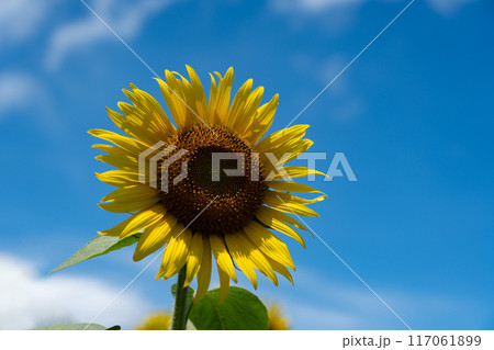 真夏の空のコピースペースとヒマワリの花びらを透けてくる光 117061899