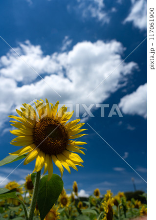真夏の空のコピースペースとヒマワリの花びらを透けてくる光 117061900