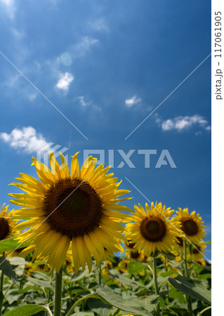 真夏の空のコピースペースとヒマワリの花びらを透けてくる光 117061905