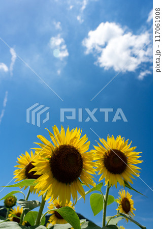 真夏の空のコピースペースとヒマワリの花びらを透けてくる光 117061908