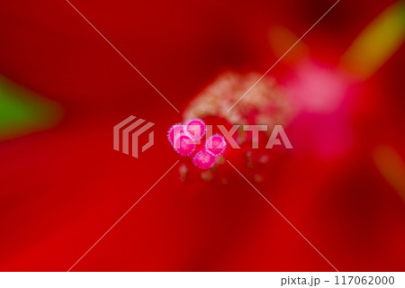 信濃川・やすらぎ堤の紅葉葵の蕊 信濃川・やすらぎ堤の紅葉葵の蕊 117062000