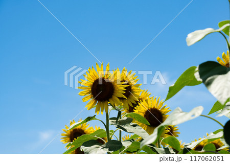 夏の空のコピースペースと半逆光の光が透けるヒマワリの花 117062051