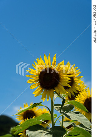 夏の空のコピースペースと半逆光の光が透けるヒマワリの花 117062052