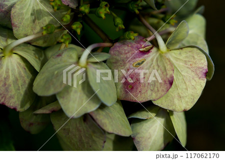 終の紫陽花 117062170