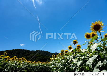 ヒマワリの広がる夏の風景 ヒマワリの広がる夏の風景 117062191