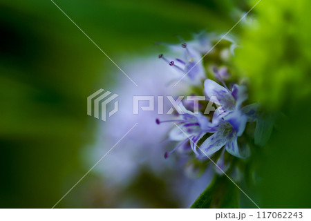 信濃川・やすらぎ堤の薄荷(はっか) 信濃川・やすらぎ堤の薄荷(はっか) 117062243