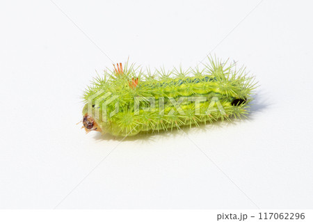 ヒロヘリアオイラガの幼虫 117062296