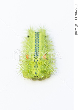 ヒロヘリアオイラガの幼虫 117062297