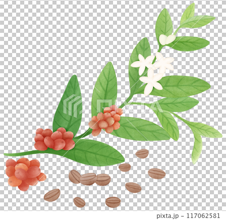 Coffee branch Coffee branch 117062581