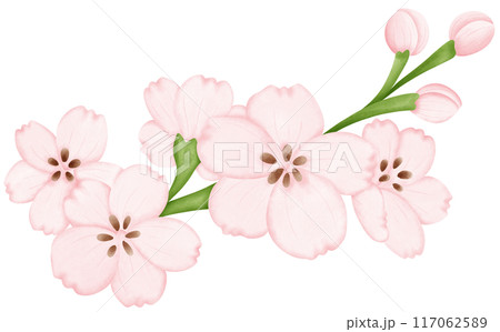 cherry blossom 117062589