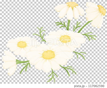 Chamomile 117062590