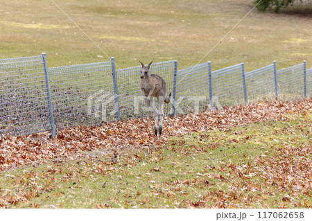 Australian Kangaroo hopping near a fence in a field in the Snowy Mountains 117062658