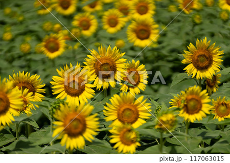 満開のヒマワリ畑と真夏のイメージ 117063015