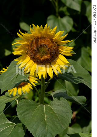 緑豊かなヒマワリ畑とヒマワリの花のクローズアップ 117063073