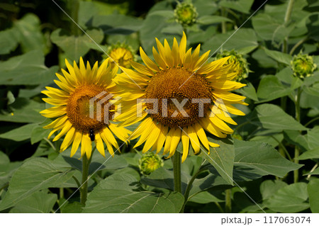 緑豊かなヒマワリ畑とヒマワリの花のクローズアップ 117063074