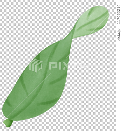 green leaf isolated 117063214