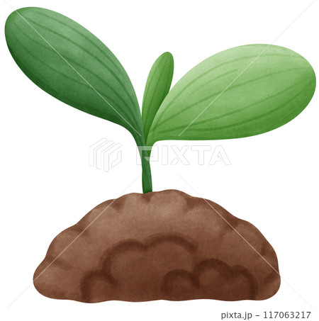 Small trees are sprouting from the soil. 117063217