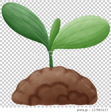Small trees are sprouting from the soil. 117063217