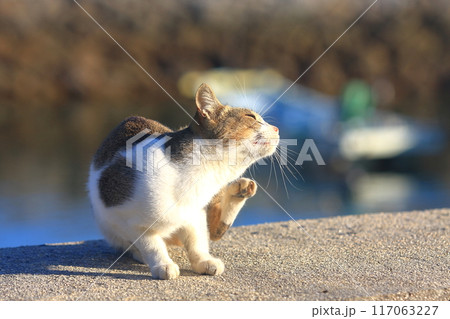 痒がる猫 117063227