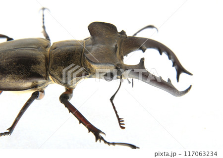 ミヤマクワガタの横顔 ミヤマクワガタの横顔 117063234