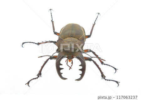 ミヤマクワガタの顔 ミヤマクワガタの顔 117063237