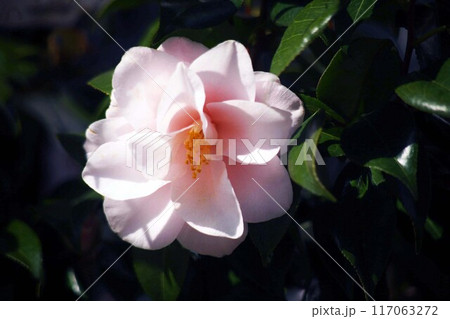 椿 ピンク色で八重咲きの花 椿 ピンク色で八重咲きの花 117063272