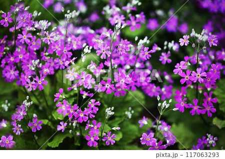 咲き始めたプリムラ・マラコイデス の花 咲き始めたプリムラ・マラコイデス の花 117063293