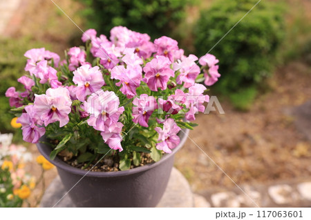 ピンク色のパンジー 117063601