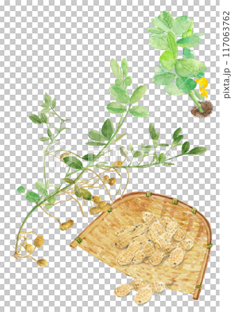 A set of watercolor illustrations of peanut flowers and fruits [hand-drawn] on a white background, transparent background, copy space available 117063762