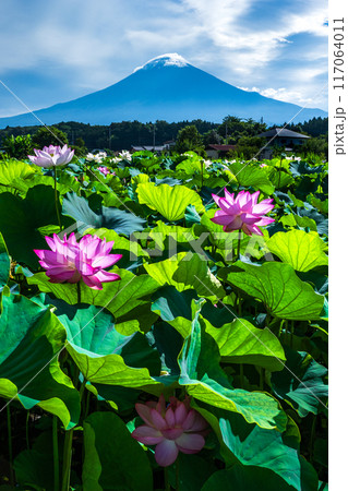 蓮畑と富士山 117064011