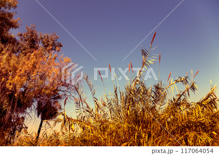 Reed on the lake. Magical serenity sunset over the lake. Rural landscape. Beautiful wild nature 117064054