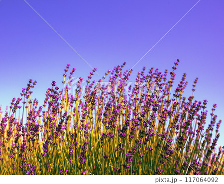 Blossoming lavender against clear blue sky 117064092
