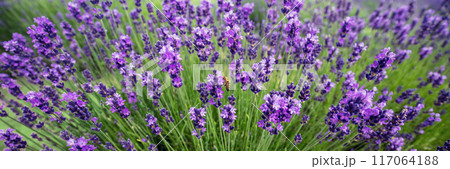 Blossoming lavender field. Nature background. Horizontal banner Blossoming lavender field. Nature background. Horizontal banner 117064188