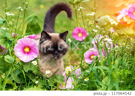 Portrait of a cat in a garden with mallow flowers 117064542