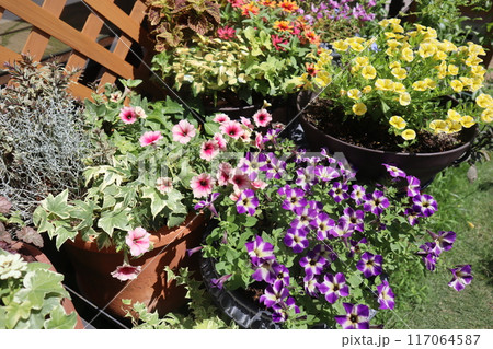 夏の花、寄せ植えした花壇 117064587