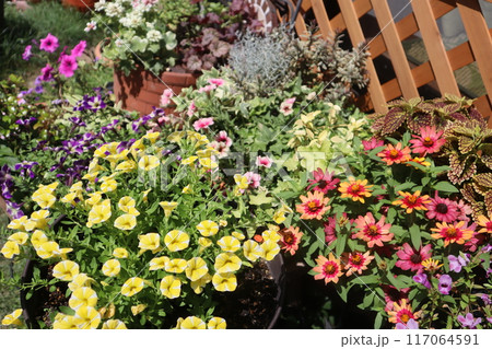 ビタミンカラーの花の寄せ植え&寄せ鉢 ビタミンカラーの花の寄せ植え&寄せ鉢 117064591